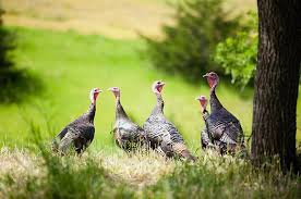 Fall Turkey Hunting Tips